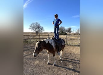 Haflinger Mix, Mare, 11 years, 12.1 hh