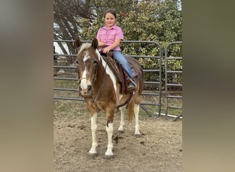 Haflinger Mix, Mare, 11 years, 12.1 hh