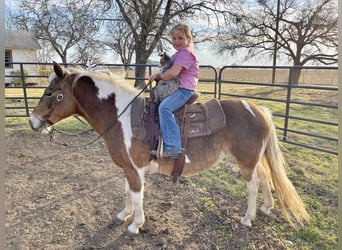 Haflinger Mix, Mare, 11 years, 12.1 hh