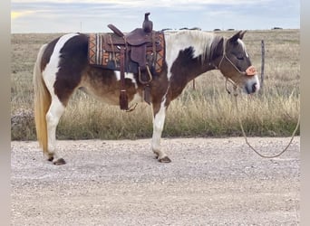 Haflinger Mix, Mare, 11 years, 12.1 hh