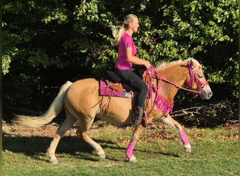 Haflinger, Mare, 11 years, 13.3 hh, Chestnut-Red