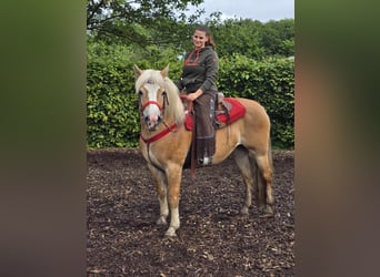 Haflinger, Mare, 11 years, 14.1 hh, Chestnut-Red