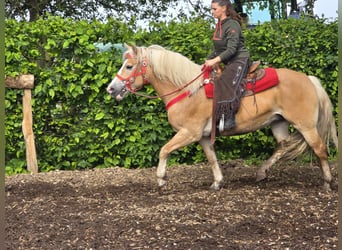 Haflinger, Mare, 11 years, 14.1 hh, Chestnut-Red