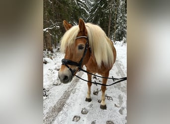 Haflinger, Mare, 11 years, 14.1 hh
