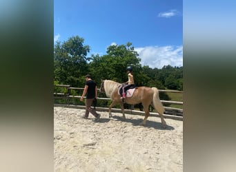 Haflinger, Mare, 11 years, 14.1 hh