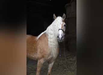 Haflinger, Mare, 11 years, 14.2 hh, Brown-Light