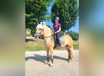 Haflinger, Mare, 11 years, 14.2 hh, Chestnut-Red