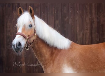 Haflinger, Mare, 11 years, 14.2 hh, Chestnut-Red