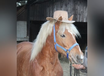 Haflinger, Mare, 11 years, 14.3 hh, Chestnut-Red