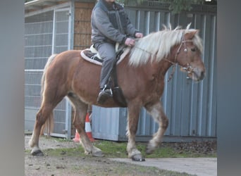 Haflinger, Mare, 11 years, 14.3 hh, Chestnut-Red