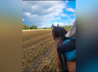 Haflinger Mix, Mare, 11 years, 14,1 hh, Brown