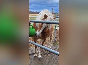 Haflinger, Mare, 11 years, 14,1 hh, Chestnut-Red