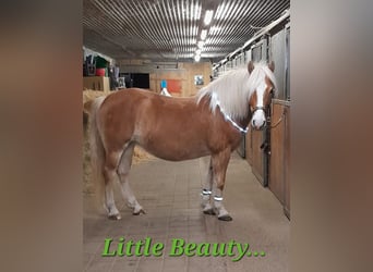 Haflinger, Mare, 11 years, 14,1 hh, Chestnut-Red