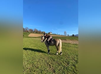 Haflinger, Mare, 11 years, 14,1 hh