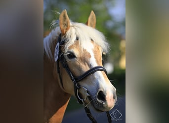 Haflinger, Mare, 11 years, 14,2 hh, Chestnut-Red
