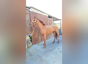 Haflinger Mix, Mare, 11 years, 14,2 hh, Chestnut-Red
