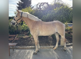 Haflinger, Mare, 11 years, 15.1 hh, Chestnut-Red