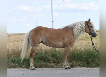 Haflinger, Mare, 11 years, 15.1 hh, Palomino