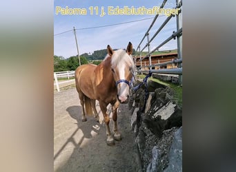 Haflinger, Mare, 11 years, 15 hh, Chestnut-Red