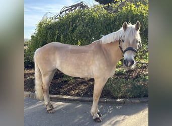 Haflinger, Mare, 11 years, 15,1 hh, Chestnut-Red
