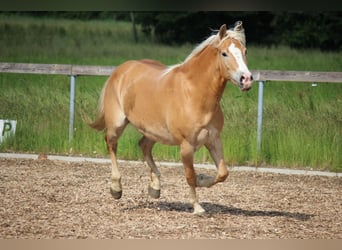 Haflinger, Mare, 12 years, 13.2 hh, Brown-Light
