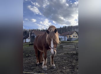 Haflinger Mix, Mare, 12 years, 13.2 hh