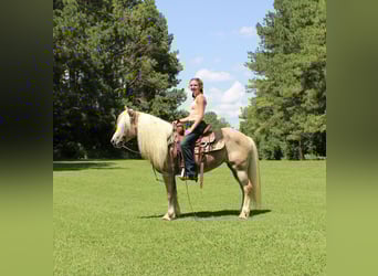 Haflinger, Mare, 12 years, 13.3 hh