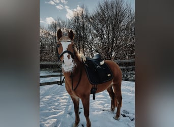 Haflinger Mix, Mare, 12 years, 13,2 hh