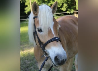 Haflinger, Mare, 12 years, 14.1 hh, Brown