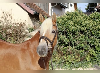 Haflinger, Mare, 12 years, 14.1 hh, Chestnut-Red