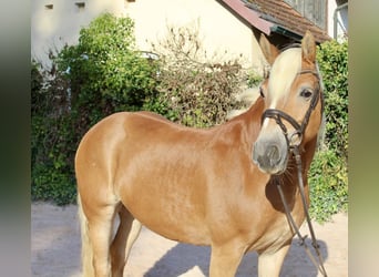 Haflinger, Mare, 12 years, 14.1 hh, Chestnut-Red