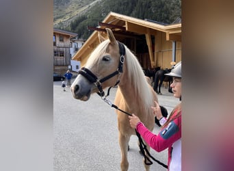 Haflinger, Mare, 12 years, 14,2 hh, Chestnut-Red