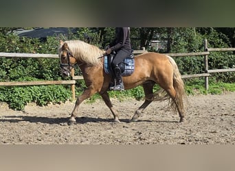 Haflinger, Mare, 12 years, 14.2 hh, Chestnut-Red