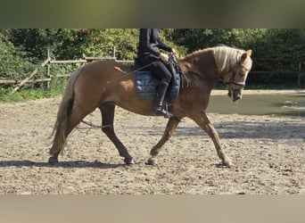 Haflinger, Mare, 12 years, 14.2 hh, Chestnut-Red