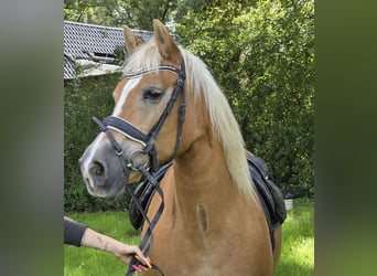 Haflinger, Mare, 12 years, 14.2 hh, Chestnut-Red