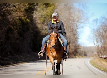 Haflinger, Mare, 12 years, 14 hh, Buckskin