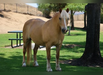 Haflinger, Mare, 12 years, 14 hh, Palomino