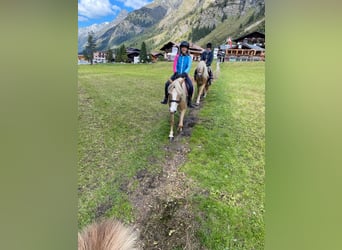 Haflinger, Mare, 12 years, 14,2 hh, Chestnut-Red