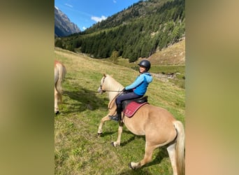 Haflinger, Mare, 12 years, 14,2 hh, Chestnut-Red