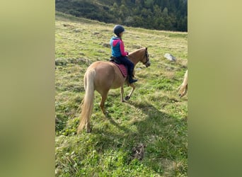 Haflinger, Mare, 12 years, 14,2 hh, Chestnut-Red