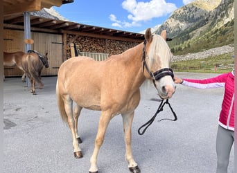 Haflinger, Mare, 12 years, 14,2 hh, Chestnut-Red