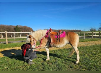 Haflinger, Mare, 12 years, 14,2 hh, Chestnut-Red