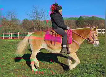 Haflinger, Mare, 12 years, 14,2 hh, Chestnut-Red
