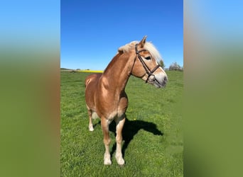 Haflinger, Mare, 12 years, 15.1 hh, Chestnut-Red