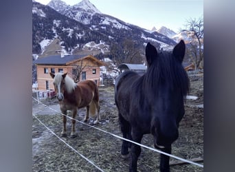 Haflinger, Mare, 12 years