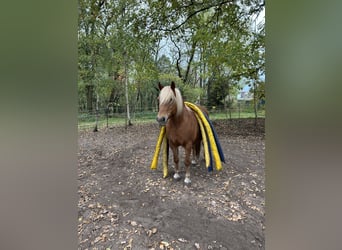 Haflinger Mix, Mare, 13 years, 13.2 hh, Chestnut-Red