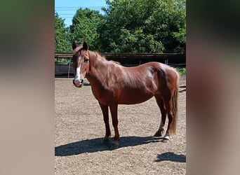 Haflinger Mix, Mare, 13 years, 13.2 hh, Chestnut-Red