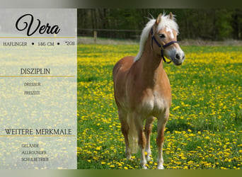 Haflinger, Mare, 13 years, 14.1 hh, Chestnut-Red