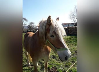 Haflinger, Mare, 13 years, 14.1 hh, Chestnut-Red