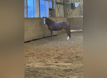 Haflinger Mix, Mare, 13 years, 14.2 hh, Chestnut-Red